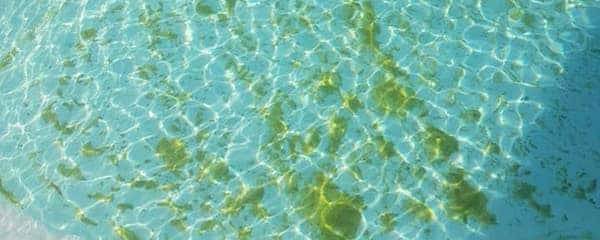 Algues moutarde visibles sur le fond d’une piscine coque polyester à Cuers : dépôt jaunâtre collé aux parois. Alliance Piscines 83 propose un traitement adapté pour les éliminer durablement.
